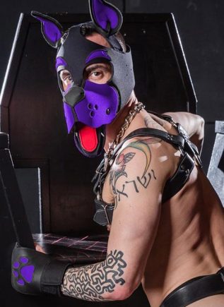 Mr. S Neoprene WOOF! Head Harness Purple